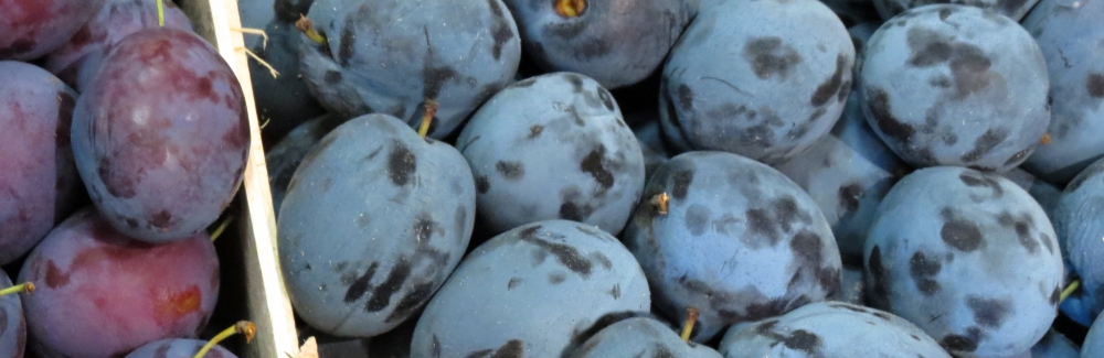 Prunus domestica ovocne banner